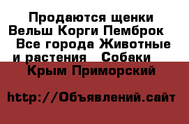 Продаются щенки Вельш Корги Пемброк  - Все города Животные и растения » Собаки   . Крым,Приморский